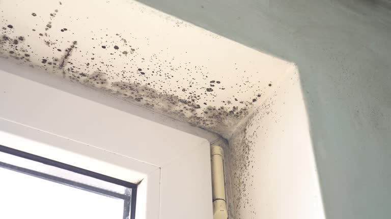 Mold Remediation for Rental Properties in Goldstream, AK